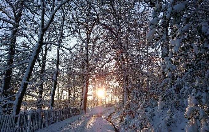 Snowy woodland