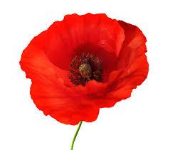 Armistice Day poppy