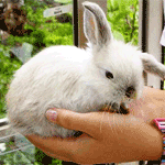 example image, a cute bunny